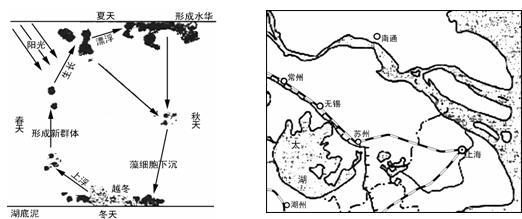 &ldquo;发现问题&rarr;探究问题的成因&rarr;提出解决问题的措施&rdquo;是研究性学习的基本思路。2007年5月太湖蓝藻大暴发,造成无锡市饮水危机。阅读下列材料与图片,对太湖蓝藻大暴发事